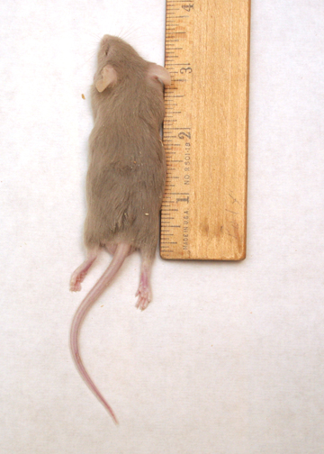 Mouse Wean