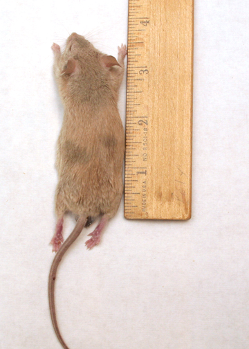 Mouse Adult