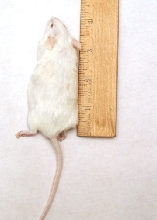 Mouse X-breeder