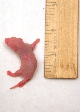 Rat Pinky