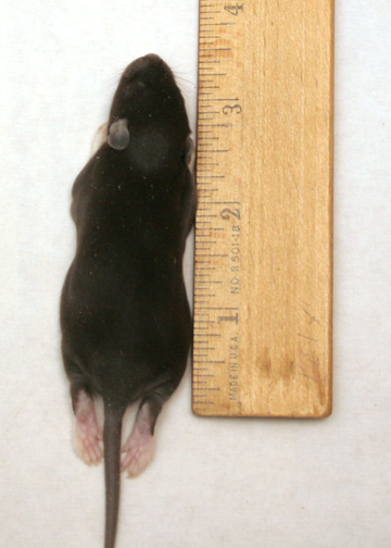 Rat Fuzzy