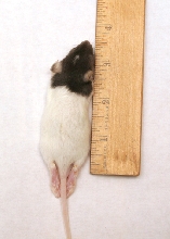 Rat Pup