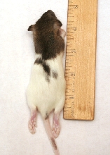 Rat Wean