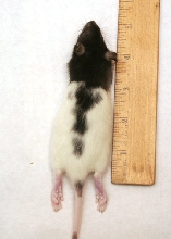 Rat Small