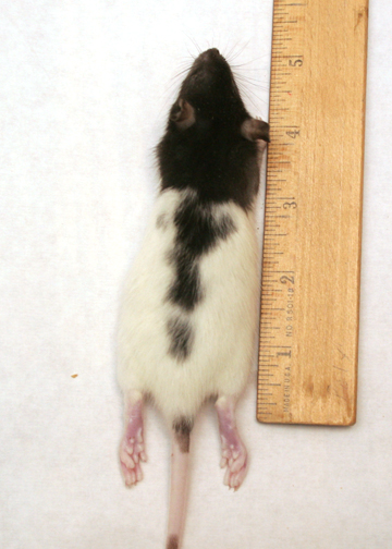 Rat Small