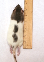 Rat Medium