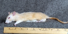 Rat large