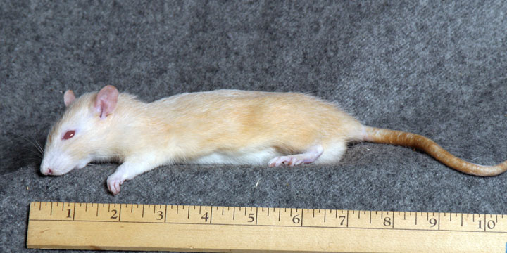 Rat large