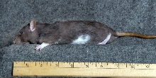 Rat medium