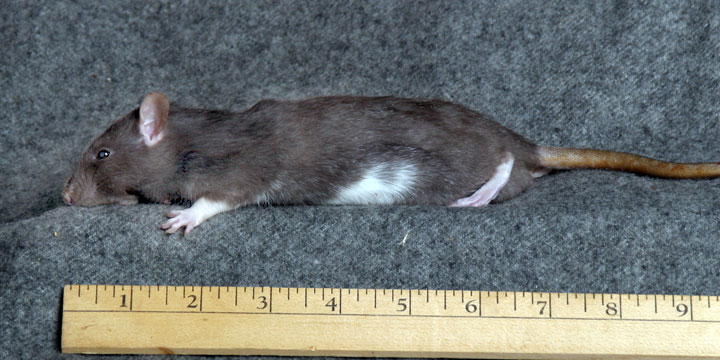 Rat medium