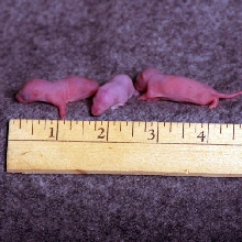 Rat Pinky