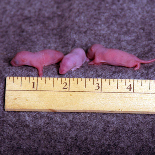 Rat Pinky