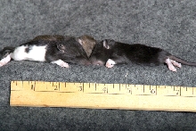 Rat Pup