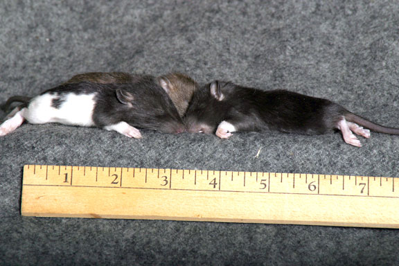 Rat Pup