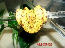 Biak Baby #5