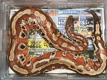 Big Red (Sumatran blood python)