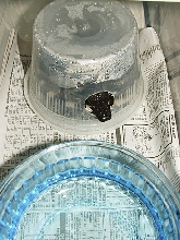 Black blood produced by Divis.