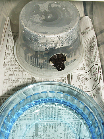 Black blood produced by Divis.