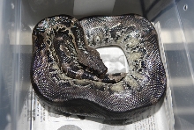 Black blood female -breeder Divis. (Biscuit)