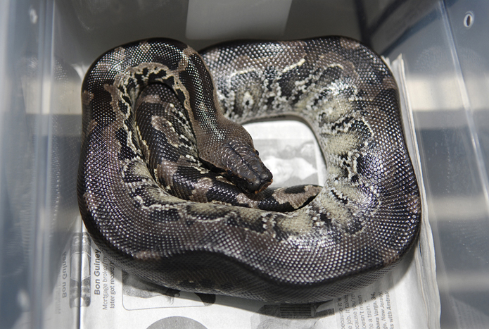 Black blood female -breeder Divis. (Biscuit)