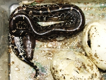 Black blood, 2nd to  hatch 2-3-05