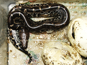 Black blood, 2nd to  hatch 2-3-05