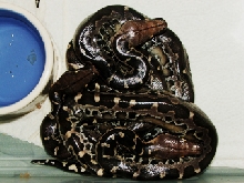 black blood babies, hatched 2/3-5/05