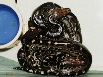 black blood babies, hatched 2/3-5/05