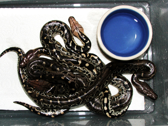 Black blood babies. Group shot
