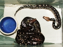 black blood babies. hatched 2/3-5/05