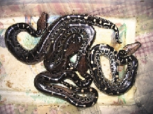 Black blood babies, completed hatch