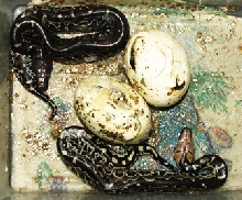 Black bloods, 1,2 babies that hatched on the 3rd Feb'