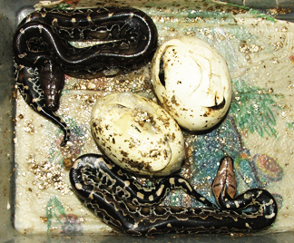 Black bloods, 1,2 babies that hatched on the 3rd Feb'