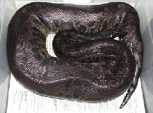 Sumatran Short-tail, Chiquita