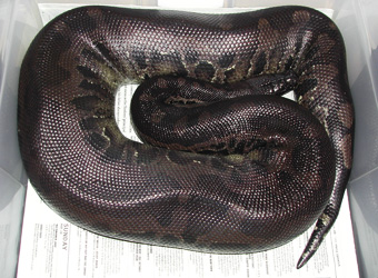 Sumatran Short-tail, Chiquita