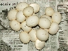 Black blood Eggs, Sumatran short-tail, Dam/Chiquita