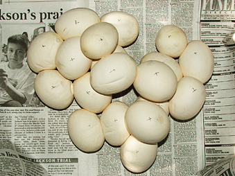 Black blood Eggs, Sumatran short-tail, Dam/Chiquita