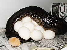 Black blood Chiquita, with eggs!