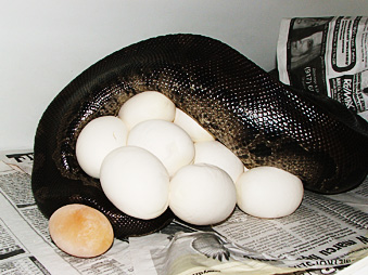 Black blood Chiquita, with eggs!