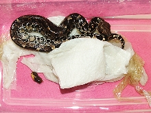 Black blood shedding