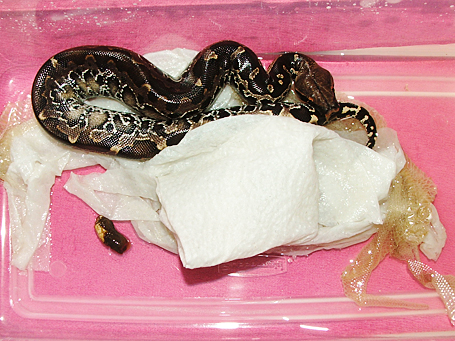 Black blood shedding
