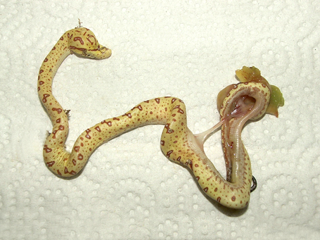 Deformed Biak. DOA