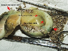 Sumatran Short-tail, egg decomp