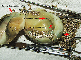 Sumatran Short-tail, egg decomp