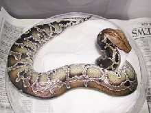 Sarawak Short-tail Python, Ewa