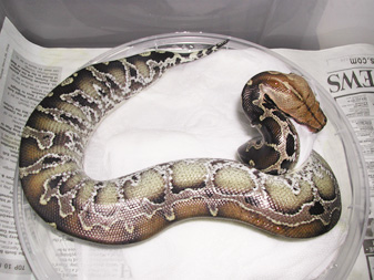 Sarawak Short-tail Python, Ewa