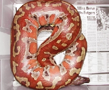 Sumatran Red Blood, Fred