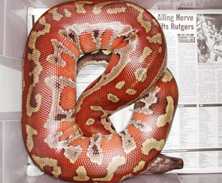 Sumatran Red Blood, Fred