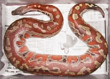 Sumatran Red Blood, Fred