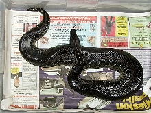 Hercules, black blood python. Sumatran short-tail